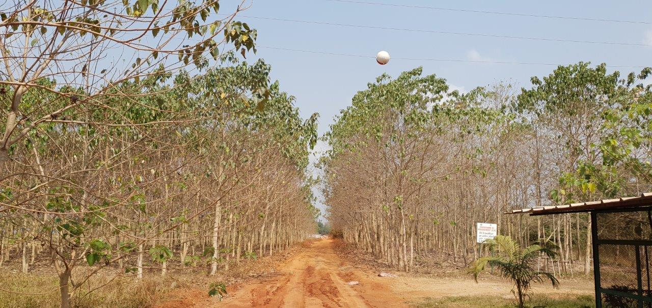 60 hectares d'arbres pour le projet de GBH 1 homme,1 arbre planté en Cote d'Ivoire